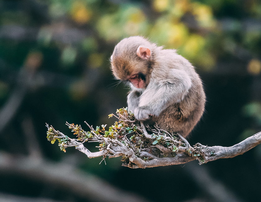 monkey-hainan-min.jpg