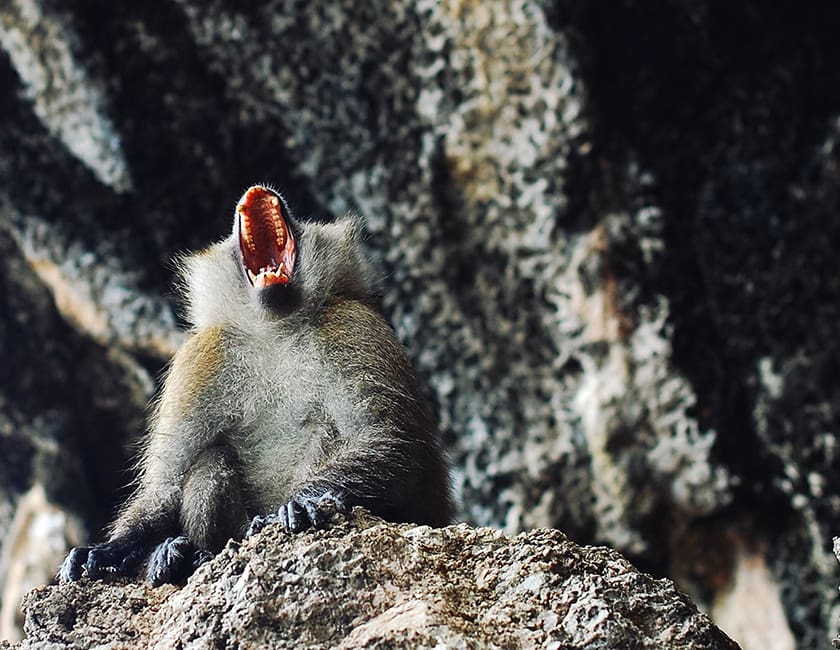 monkey-island-min.jpg