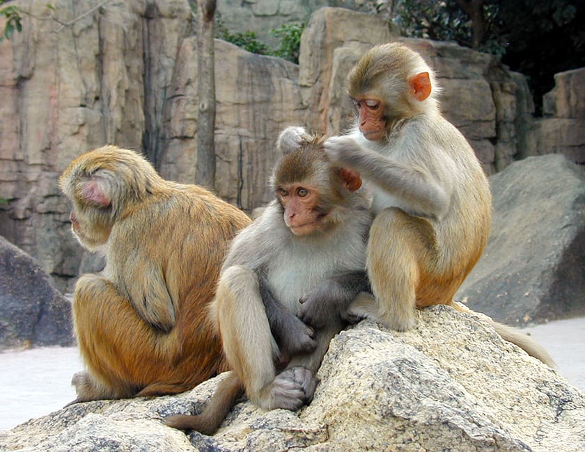 monkeys-on-hainan-min.jpg